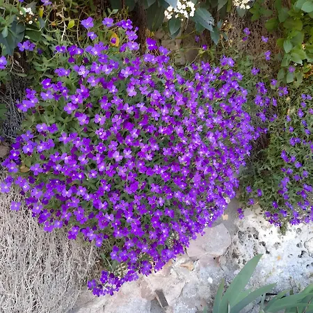 Maison Quercynoise * Corn