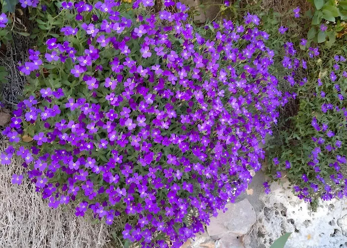 Maison Quercynoise * Corn